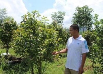 Quảng Ninh Tổ Chức Hội Trà Hoa Vàng